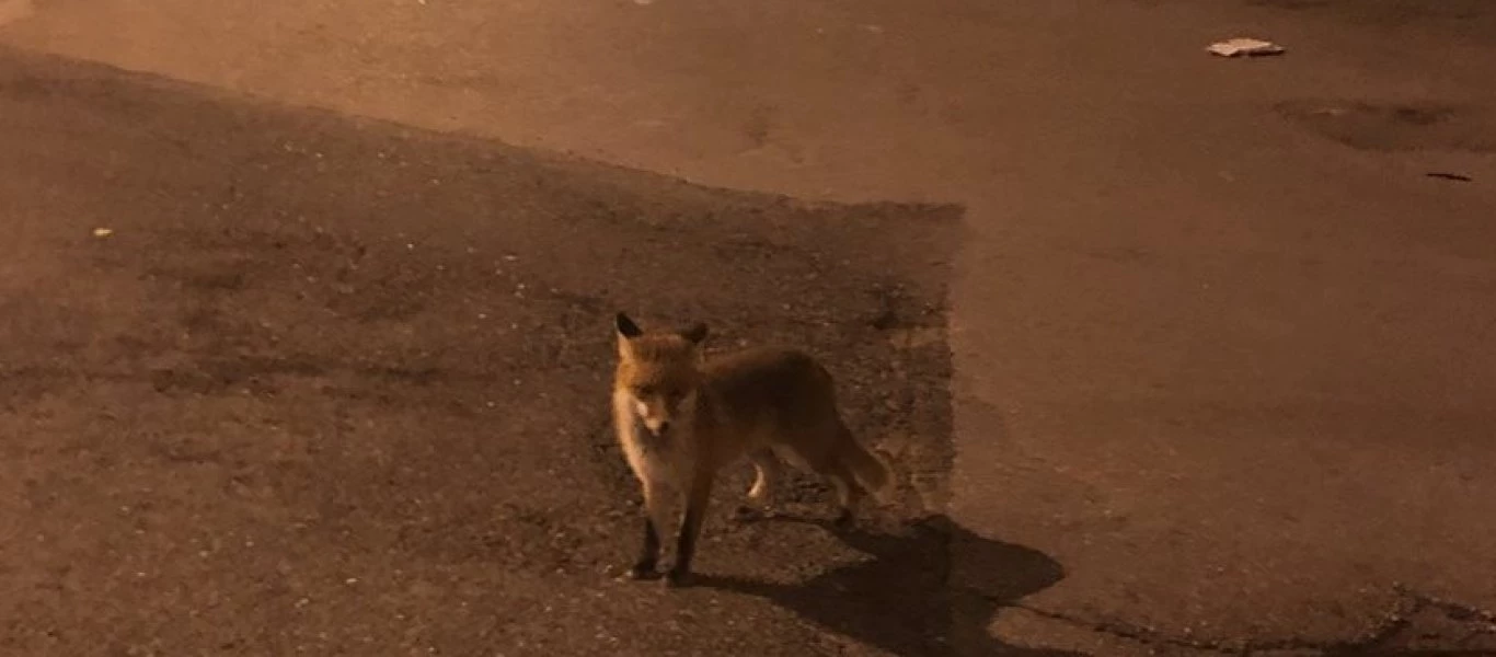 Αλεπού κόβει βόλτες στο Βύρωνα Αττικής (φωτο - βίντεο)